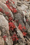 Cascades Blueberries fall foliage among rock crevices