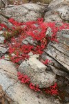 Cascades Blueberries fall foliage among eroded rock