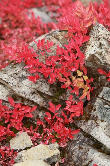 Vaccinium deliciosum