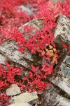 Cascades Blueberries fall foliage among rock crevices