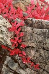 Cascades Blueberries fall foliage among rock crevices