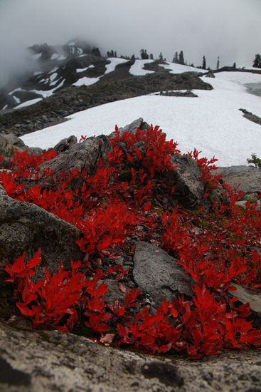 Vaccinium deliciosum