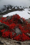 Cascades Blueberries fall foliage w/ snowfield bkgnd