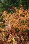 Sitka Mountain Ash fall foliage