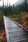 Mountain Hemlocks, Sitka Mountain Ash, Cascades Blueberries frame Heather Meadows boardwalk