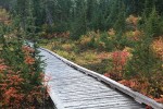 Mountain Hemlocks, Sitka Mountain Ash, Cascades Blueberries frame Heather Meadows boardwalk