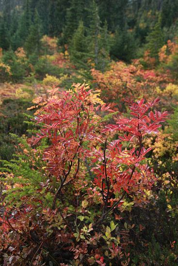 Sorbus sitchensis