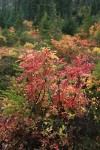 Sitka Mountain Ash fall foliage