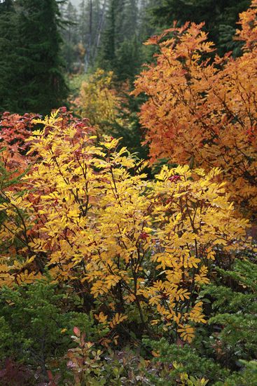 Sorbus sitchensis