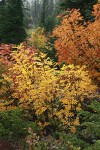 Sitka Mountain Ash fall foliage