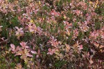 Cascades Blueberries fall foliage dotted w/ raindrops, among Pink Mountain-heather