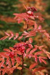 Sitka Mountain Ash berries & fall foliage