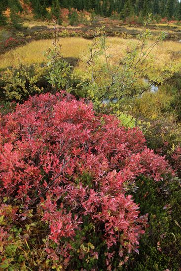 Vaccinium deliciosum