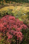 Cascades Blueberries in fall foliage at edge of wetland w/ sedges, willow