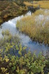 Rosy Spiraea, Sedges in wetland at edge of Picture Lake