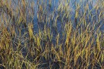 Sedges in shallow water at edge of Picture Lake