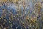 Sedges in shallow water at edge of Picture Lake