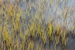 Sedges in shallow water at edge of Picture Lake