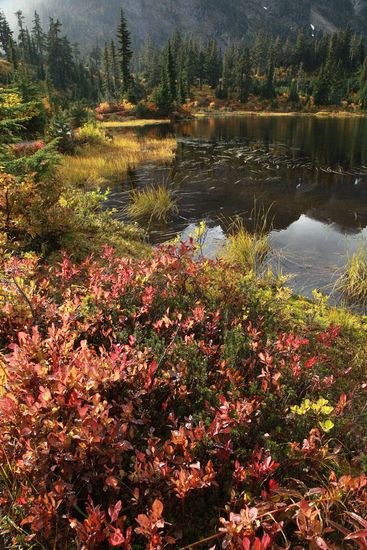 Vaccinium deliciosum; Carex sp.; Tsuga mertensiana