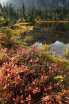 Cascades Blueberries at edge of Picture Lake w/ Sedges, Mountain Hemlocks bkgnd