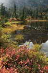 Cascades Blueberries at edge of Picture Lake w/ Sedges, Mountain Hemlocks bkgnd