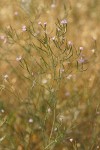 Tall Annual Willowherb