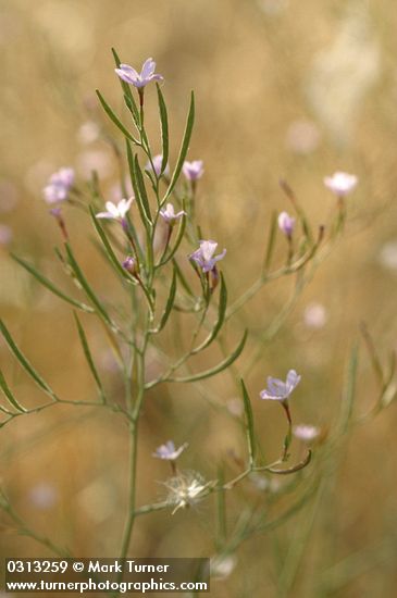 Epilobium brachycarpum (E. paniculatum)