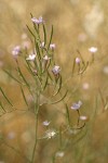 Tall Annual Willowherb