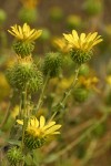 Low Gumweed blossoms