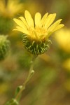 Low Gumweed blossom detail