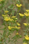 Low Gumweed