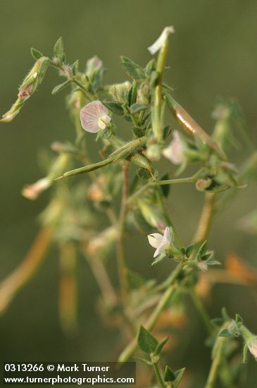 Lotus unifoliolatus var. unifoliolatus (L. purshianus)