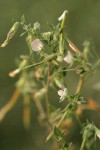 Spanish Clover blossoms & foliage detail