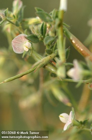 Lotus unifoliolatus var. unifoliolatus (L. purshianus)