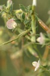 Spanish Clover blossoms & foliage detail