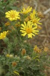 Hairy Goldaster blossoms & foliage