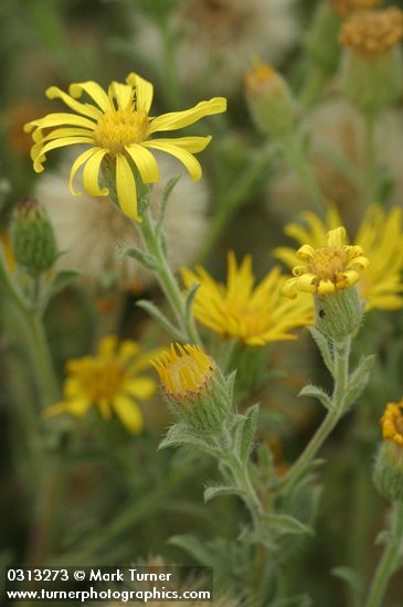 Heterotheca villosa var. villosa (Chrysopsis villosa)