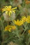 Hairy Goldaster blossom detail