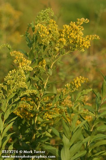 Solidago gigantea