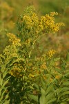 Late Goldenrod