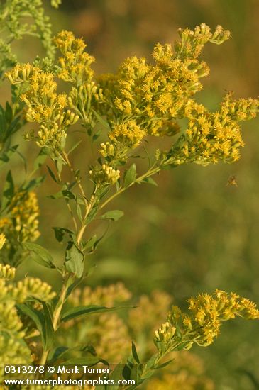 Solidago gigantea