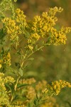 Late Goldenrod blossoms & foliage