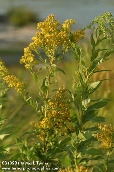 Solidago gigantea