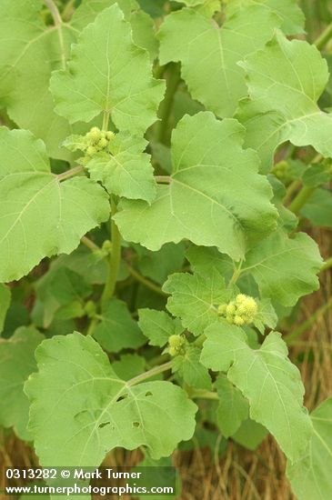 Xanthium strumarium