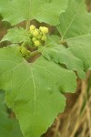 Common Cocklebur blossoms & foliage