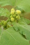 Common Cocklebur blossoms & foliage detail