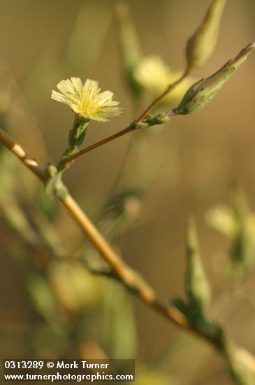 Lactuca serriola