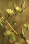 Prickly Lettuce blossom detail