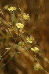 Prickly Lettuce blossoms