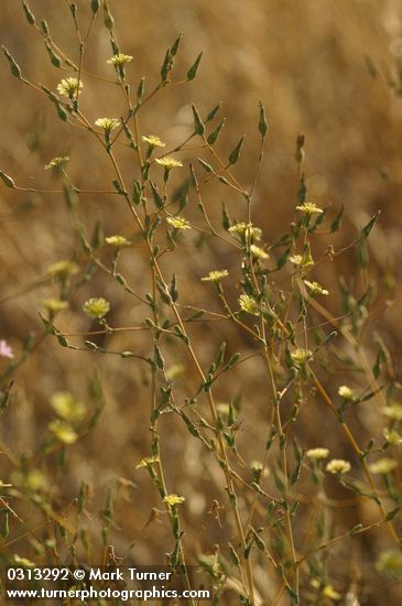 Lactuca serriola